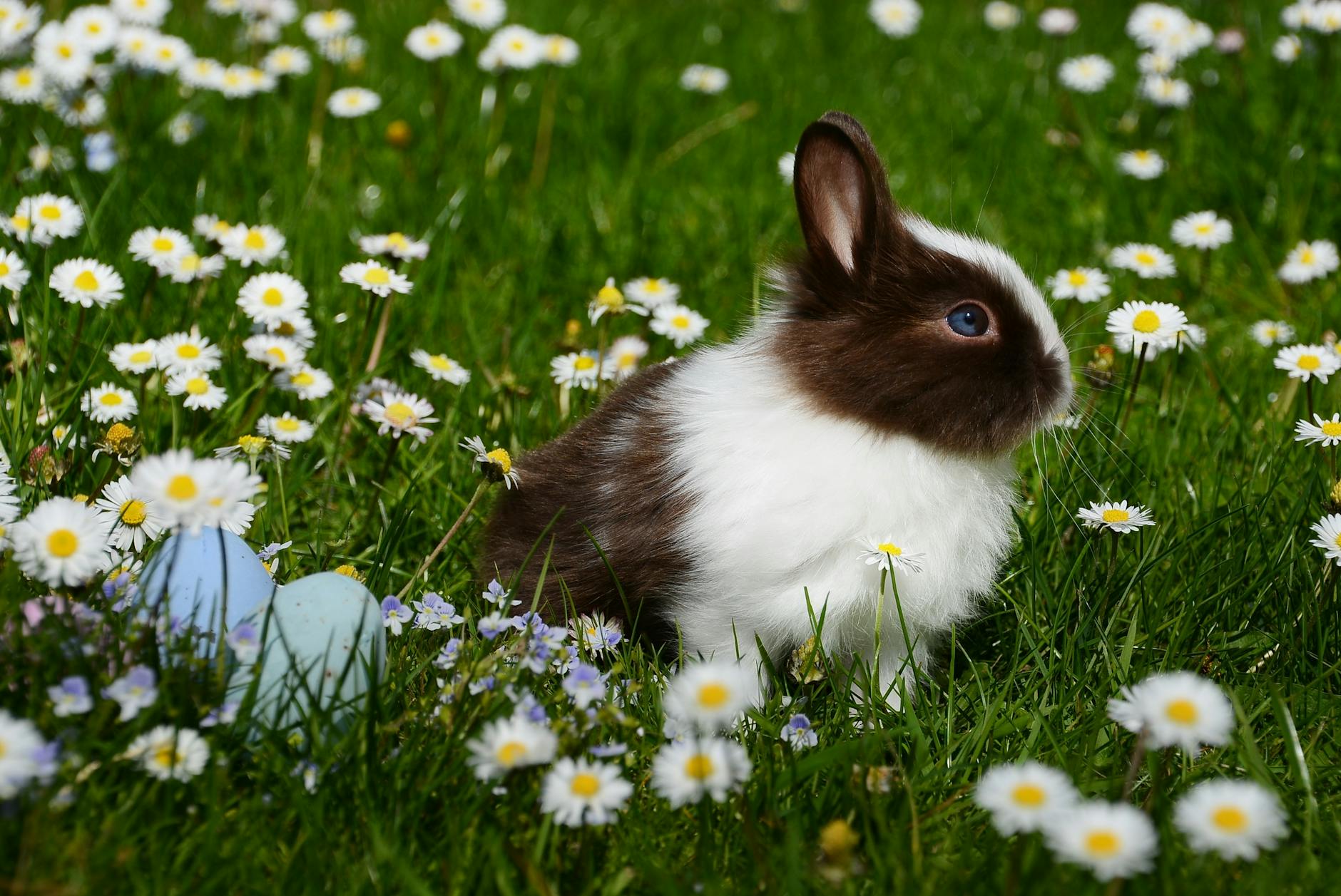 white and brown rabbit on green grass field