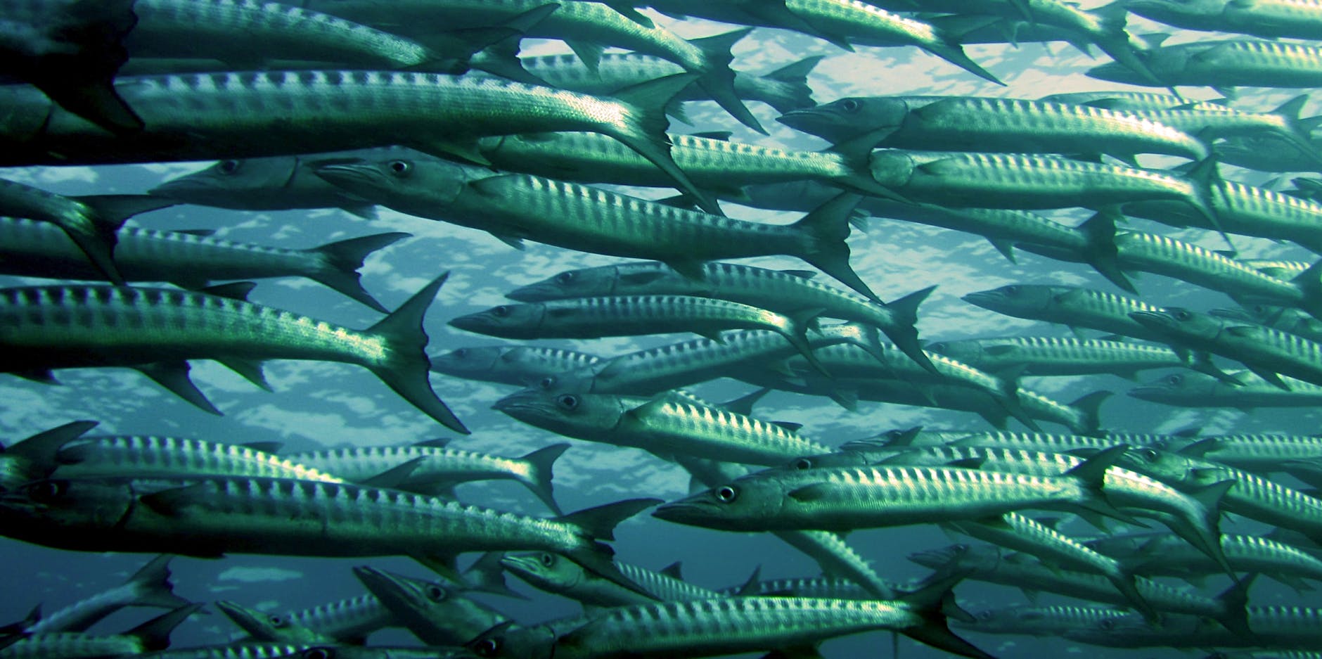 grey and silver school of fish underwater photography