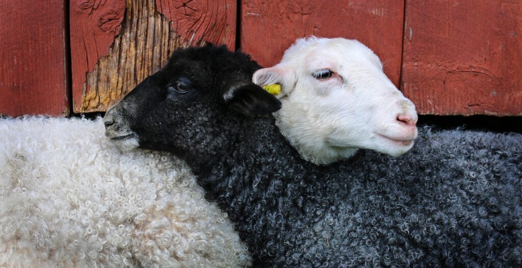 get, lamb, friends-703626.jpg